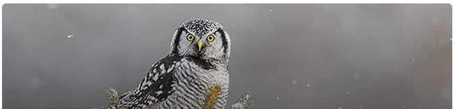 Northern hawk-owl 